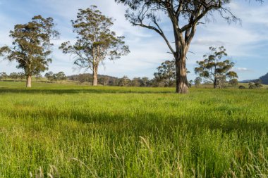Avustralya 'da bir çiftlikteki tarlada kırmızı sakız ağaçları olan otlar. Avustralya 'da bir çiftlikte saman yetiştirmek. 