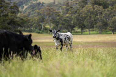 Avustralya 'daki güzel sığırlar ot yer, otlakta otlarlar. Tarımsal bir çiftlikte yetiştirilen sığır sürüsü. Avusturalya Tazmanya 'da sürdürülebilir tarım
