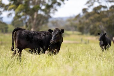 Avustralya 'daki güzel sığırlar ot yer, otlakta otlarlar. Tarımsal bir çiftlikte yetiştirilen sığır sürüsü. Avusturalya Tazmanya 'da sürdürülebilir tarım