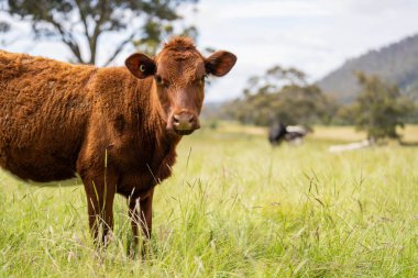 Avustralya 'daki güzel sığırlar ot yer, otlakta otlarlar. Tarımsal bir çiftlikte yetiştirilen sığır sürüsü. Avusturalya Tazmanya 'da sürdürülebilir tarım