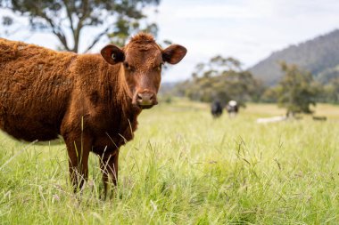Avustralya 'daki güzel sığırlar ot yer, otlakta otlarlar. Tarımsal bir çiftlikte yetiştirilen sığır sürüsü. Avusturalya Tazmanya 'da sürdürülebilir tarım