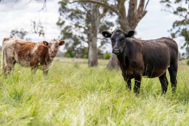 Avustralya 'daki güzel sığırlar ot yer, otlakta otlarlar. Tarımsal bir çiftlikte yetiştirilen sığır sürüsü. Avusturalya Tazmanya 'da sürdürülebilir tarım