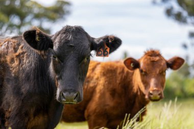 Avustralya 'daki güzel sığırlar ot yer, otlakta otlarlar. Tarımsal bir çiftlikte yetiştirilen sığır sürüsü. Avusturalya Tazmanya 'da sürdürülebilir tarım