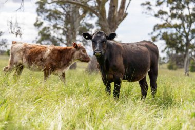 Avustralya 'daki güzel sığırlar ot yer, otlakta otlarlar. Tarımsal bir çiftlikte yetiştirilen sığır sürüsü. Avusturalya Tazmanya 'da sürdürülebilir tarım