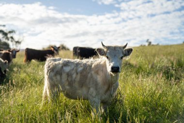 Avustralya 'daki güzel sığırlar ot yer, otlakta otlarlar. Tarımsal bir çiftlikte yetiştirilen sığır sürüsü. Avusturalya Tazmanya 'da sürdürülebilir tarım
