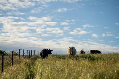 Avustralya 'daki güzel sığırlar ot yer, otlakta otlarlar. Tarımsal bir çiftlikte yetiştirilen sığır sürüsü. Avusturalya Tazmanya 'da sürdürülebilir tarım