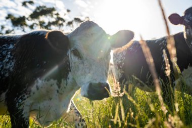 beautiful cattle in Australia  eating grass, grazing on pasture. Herd of cows free range beef being regenerative raised on an agricultural farm. Sustainable farming in australia tasmania clipart