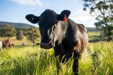 Avustralya 'daki güzel sığırlar ot yer, otlakta otlarlar. Tarımsal bir çiftlikte yetiştirilen sığır sürüsü. Avusturalya Tazmanya 'da sürdürülebilir tarım