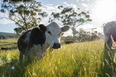 Avustralya 'daki güzel sığırlar ot yer, otlakta otlarlar. Tarımsal bir çiftlikte yetiştirilen sığır sürüsü. Avusturalya Tazmanya 'da sürdürülebilir tarım