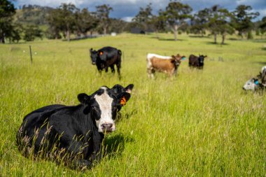 Avustralya 'daki güzel sığırlar ot yer, otlakta otlarlar. Tarımsal bir çiftlikte yetiştirilen sığır sürüsü. Avusturalya Tazmanya 'da sürdürülebilir tarım