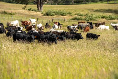 Avustralya 'daki güzel sığırlar ot yer, otlakta otlarlar. Tarımsal bir çiftlikte yetiştirilen sığır sürüsü. Avusturalya Tazmanya 'da sürdürülebilir tarım