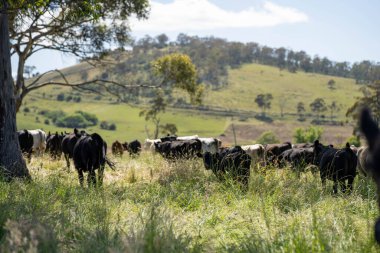 Avustralya 'daki güzel sığırlar ot yer, otlakta otlarlar. Tarımsal bir çiftlikte yetiştirilen sığır sürüsü. Avusturalya Tazmanya 'da sürdürülebilir tarım