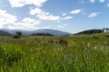 Avustralya 'daki güzel sığırlar ot yer, otlakta otlarlar. Tarımsal bir çiftlikte yetiştirilen sığır sürüsü. Sürdürülebilir tarım