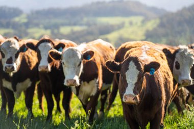 Avustralya 'daki güzel sığırlar ot yer, otlakta otlarlar. Tarımsal bir çiftlikte yetiştirilen sığır sürüsü. Avusturalya Tazmanya 'da sürdürülebilir tarım
