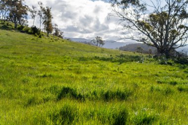 Avustralya 'daki güzel sığırlar ot yer, otlakta otlarlar. Tarımsal bir çiftlikte yetiştirilen sığır sürüsü. Sürdürülebilir tarım