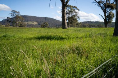 Avustralya 'daki güzel sığırlar ot yer, otlakta otlarlar. Tarımsal bir çiftlikte yetiştirilen sığır sürüsü. Sürdürülebilir tarım