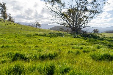 Avustralya 'daki güzel sığırlar ot yer, otlakta otlarlar. Tarımsal bir çiftlikte yetiştirilen sığır sürüsü. Sürdürülebilir tarım