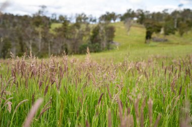Avustralya 'daki güzel sığırlar ot yer, otlakta otlarlar. Tarımsal bir çiftlikte yetiştirilen sığır sürüsü. Sürdürülebilir tarım