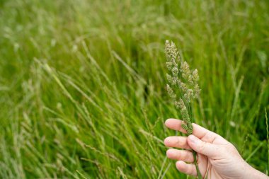 Çiftçi çiftlikte elinde çim tohumu tutuyordu. 