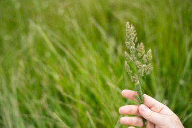 Çiftçi çiftlikte elinde çim tohumu tutuyordu. 