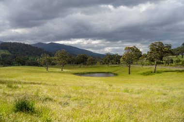 Avustralya 'da bir çiftlikteki tarlada kırmızı sakız ağaçları olan otlar. Avustralya 'da bir çiftlikte saman yetiştirmek. 