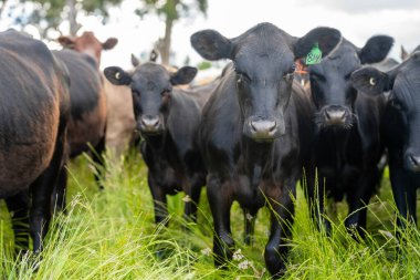 Avustralya 'daki güzel sığırlar ot yer, otlakta otlarlar. Tarımsal bir çiftlikte yetiştirilen sığır sürüsü. Avusturalya Tazmanya 'da sürdürülebilir tarım