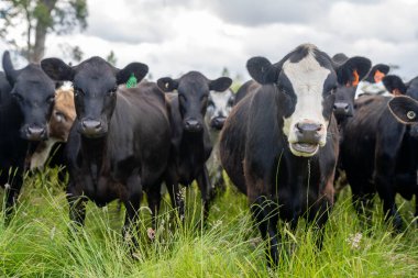 Avustralya 'daki güzel sığırlar ot yer, otlakta otlarlar. Tarımsal bir çiftlikte yetiştirilen sığır sürüsü. Avusturalya Tazmanya 'da sürdürülebilir tarım