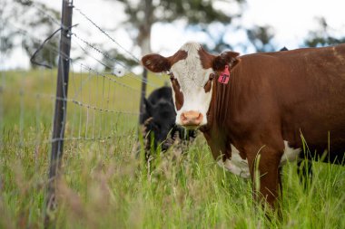 Avustralya 'daki güzel sığırlar ot yer, otlakta otlarlar. Tarımsal bir çiftlikte yetiştirilen sığır sürüsü. Avusturalya Tazmanya 'da sürdürülebilir tarım