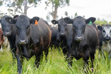 beautiful cattle in Australia  eating grass, grazing on pasture. Herd of cows free range beef being regenerative raised on an agricultural farm. Sustainable farming in australia tasmania clipart