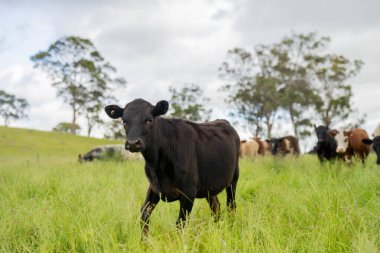 Avustralya 'daki güzel sığırlar ot yer, otlakta otlarlar. Tarımsal bir çiftlikte yetiştirilen sığır sürüsü. Avusturalya Tazmanya 'da sürdürülebilir tarım