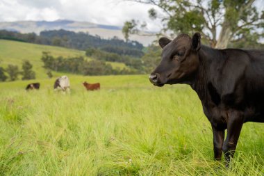 Avustralya 'daki güzel sığırlar ot yer, otlakta otlarlar. Tarımsal bir çiftlikte yetiştirilen sığır sürüsü. Avusturalya Tazmanya 'da sürdürülebilir tarım