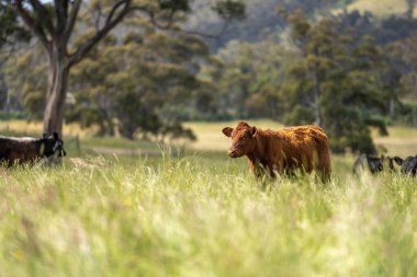 Avustralya 'daki güzel sığırlar ot yer, otlakta otlarlar. Tarımsal bir çiftlikte yetiştirilen sığır sürüsü. Avusturalya Tazmanya 'da sürdürülebilir tarım