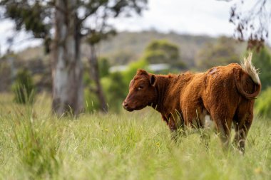 Avustralya 'daki güzel sığırlar ot yer, otlakta otlarlar. Tarımsal bir çiftlikte yetiştirilen sığır sürüsü. Avusturalya Tazmanya 'da sürdürülebilir tarım