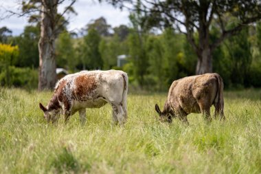 Avustralya 'daki güzel sığırlar ot yer, otlakta otlarlar. Tarımsal bir çiftlikte yetiştirilen sığır sürüsü. Avusturalya Tazmanya 'da sürdürülebilir tarım