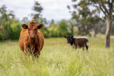 Avustralya 'daki güzel sığırlar ot yer, otlakta otlarlar. Tarımsal bir çiftlikte yetiştirilen sığır sürüsü. Avusturalya Tazmanya 'da sürdürülebilir tarım