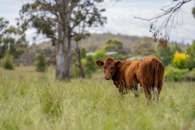 Avustralya 'daki güzel sığırlar ot yer, otlakta otlarlar. Tarımsal bir çiftlikte yetiştirilen sığır sürüsü. Avusturalya Tazmanya 'da sürdürülebilir tarım