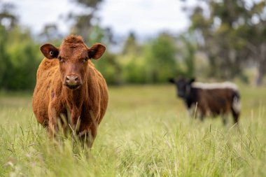 Avustralya 'daki güzel sığırlar ot yer, otlakta otlarlar. Tarımsal bir çiftlikte yetiştirilen sığır sürüsü. Avusturalya Tazmanya 'da sürdürülebilir tarım