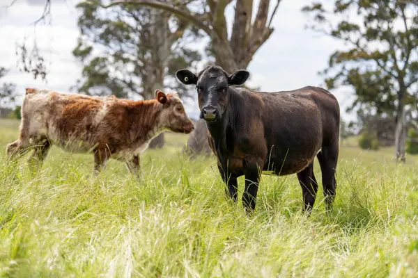 Avustralya 'daki güzel sığırlar ot yer, otlakta otlarlar. Tarımsal bir çiftlikte yetiştirilen sığır sürüsü. Avusturalya Tazmanya 'da sürdürülebilir tarım