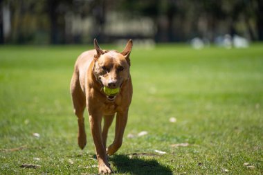Kelpie 'nin kovaladığı bir çiftlikte topla koşan bir köpek. Yavru köpek parkta Tazmanya 'da oynuyor.  