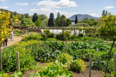 Açık toplum bahçesi çiçek ve sebze yetiştiriyor. Aileler ve çocuklar doğayı keşfediyor.