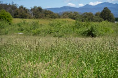 Yenilenebilir bir çiftlikte sürdürülebilir gıda üretiminde büyüyen tarım ürünleri, çayırlar ve otlar. Yerli bitkiler akşam karanlığında karbon depoluyorlar. Avustralya 'da baharda tarım arazisi