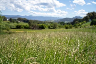 Yenilenebilir bir çiftlikte sürdürülebilir gıda üretiminde büyüyen tarım ürünleri, çayırlar ve otlar. Yerli bitkiler akşam karanlığında karbon depoluyorlar. Avustralya 'da baharda tarım arazisi