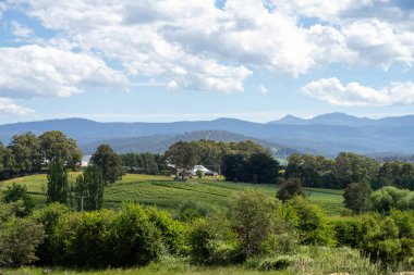 Elma ağacı bahçesi Avustralya 'da ilkbaharda yeni yapraklar alıyor.