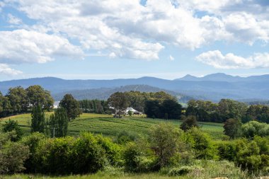 Elma ağacı bahçesi Avustralya 'da ilkbaharda yeni yapraklar alıyor.