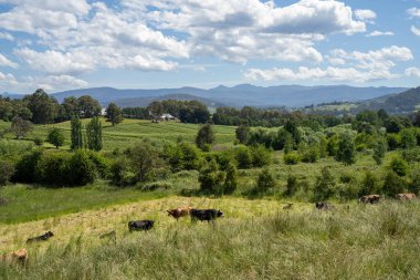 Yenilenebilir bir çiftlikte sürdürülebilir gıda üretiminde büyüyen tarım ürünleri, çayırlar ve otlar. Yerli bitkiler akşam karanlığında karbon depoluyorlar. Avustralya 'da baharda tarım arazisi