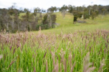 Yenilenebilir bir çiftlikte sürdürülebilir gıda üretiminde büyüyen tarım ürünleri, çayırlar ve otlar. Yerli bitkiler akşam karanlığında karbon depoluyorlar. Avustralya 'da baharda tarım arazisi