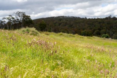 Yenilenebilir bir çiftlikte sürdürülebilir gıda üretiminde büyüyen tarım ürünleri, çayırlar ve otlar. Yerli bitkiler akşam karanlığında karbon depoluyorlar. Avustralya 'da baharda tarım arazisi