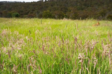 Yenilenebilir bir çiftlikte sürdürülebilir gıda üretiminde büyüyen tarım ürünleri, çayırlar ve otlar. Yerli bitkiler akşam karanlığında karbon depoluyorlar. Avustralya 'da baharda tarım arazisi