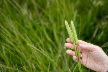 Yenilenebilir bir çiftlikte sürdürülebilir gıda üretiminde büyüyen tarım ürünleri, çayırlar ve otlar. Yerli bitkiler akşam karanlığında karbon depoluyorlar. Avustralya 'da baharda tarım arazisi