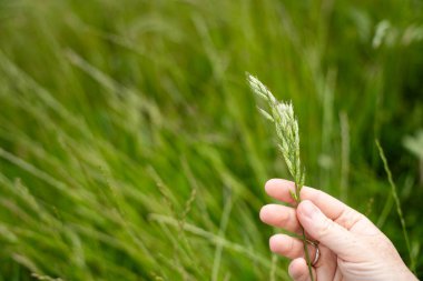 Yenileyici organik çiftçi, toprak örnekleri alıyor ve bir çiftlikteki bitkilere bakıyor. Bir otlakta sürdürülebilir tarım uygulaması